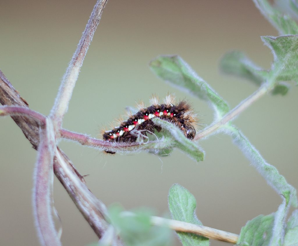 Bruco di Acronicta rumicis - Noctuidae